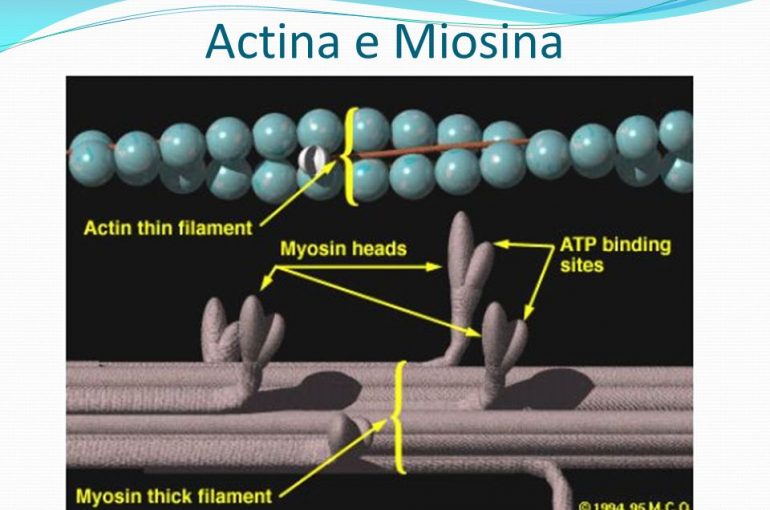 Actina-e-Miosina